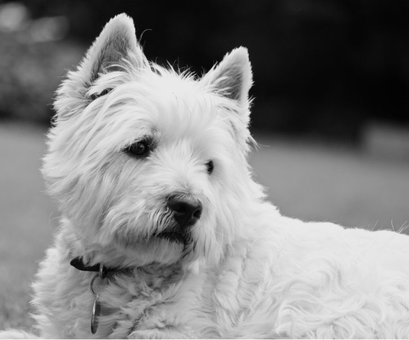 فيديو مساج العيون مفيد للغاية .. وخاصة لو كان المتلقي كلباً!